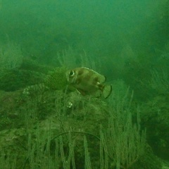 Pristigenys serrula