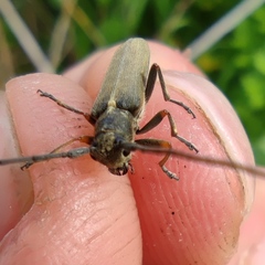 Phytoecia geniculata