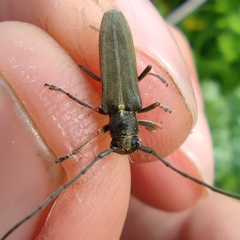 Phytoecia geniculata