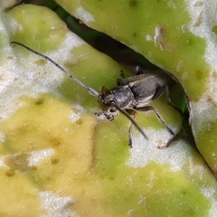 Phytoecia geniculata