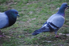 Columba livia domestica