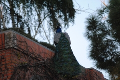 Pavo cristatus
