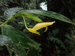 Columnea ericae