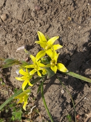 Gagea granatellii