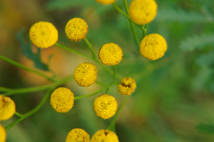 Tanacetum vulgare
