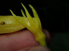 Columnea ericae