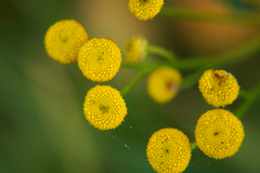 Tanacetum vulgare