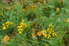 Tanacetum vulgare