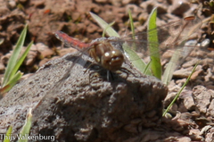 Sympetrum nigrifemur