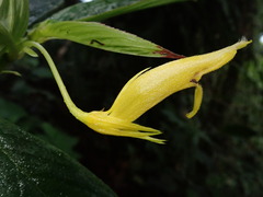 Columnea ericae