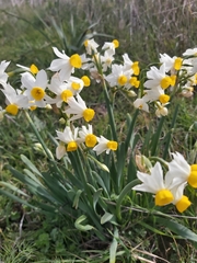 Narcissus tazetta tazetta