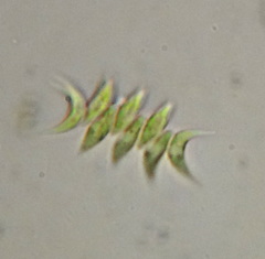Tetradesmus