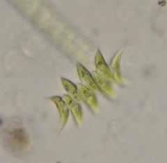 Tetradesmus