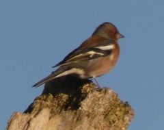 Fringilla coelebs