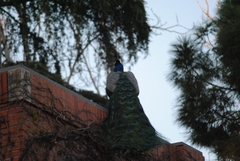 Pavo cristatus