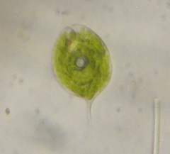 Phacus orbicularis