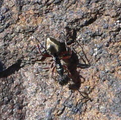 Dolichoderus