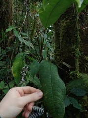 Anthurium microspadix