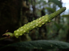 Anthurium microspadix