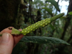 Anthurium microspadix