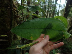 Anthurium microspadix