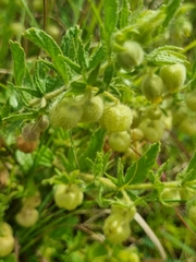 Hermannia grandistipula