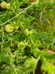 Hermannia grandistipula