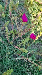 Portulaca gilliesii