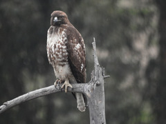 Buteo jamaicensis