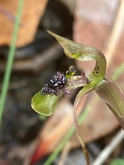 Chiloglottis seminuda