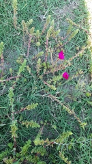 Portulaca gilliesii