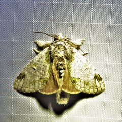 Farigia montana