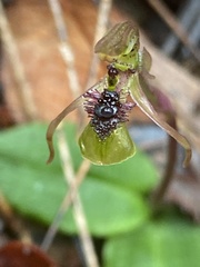 Chiloglottis seminuda