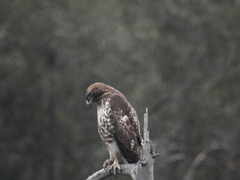 Buteo jamaicensis