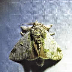 Farigia montana