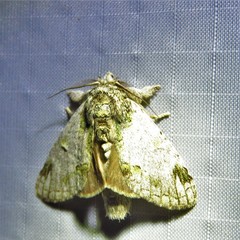 Farigia montana