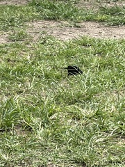 Molothrus bonariensis