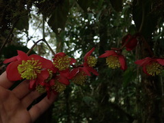 Begonia pululahuana