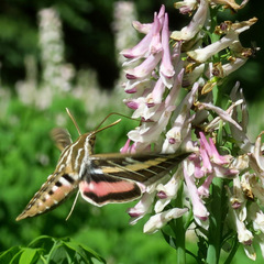 Corydalis caseana brandegeei