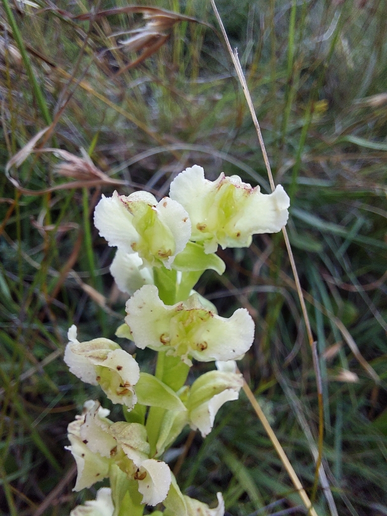 Pterygodium hastatum