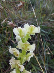 Pterygodium hastatum