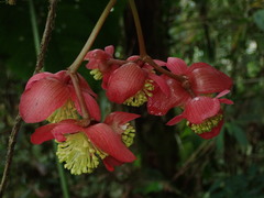 Begonia pululahuana