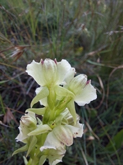 Pterygodium hastatum