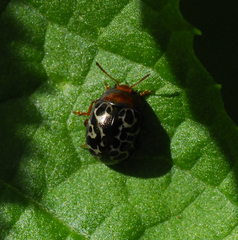 Zygogramma morbillosa