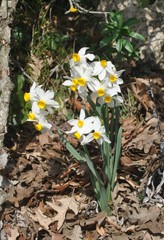 Narcissus tazetta tazetta