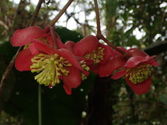 Begonia pululahuana