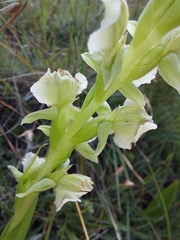 Pterygodium hastatum