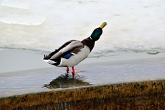 Anas platyrhynchos