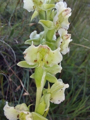 Pterygodium hastatum