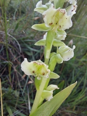 Pterygodium hastatum